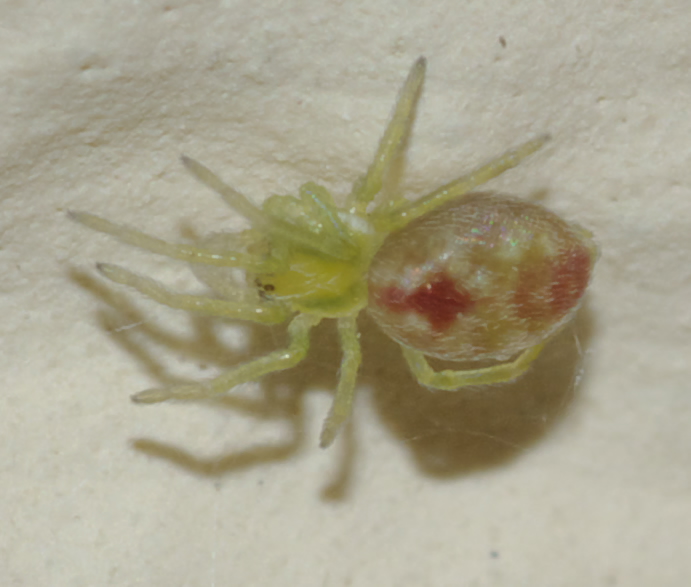 Giovane Nigma puella (Dictynidae)